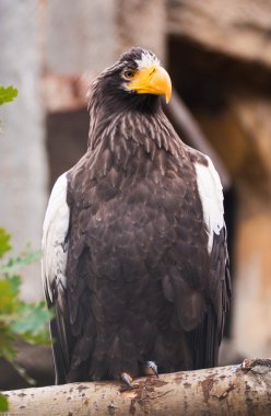 Steller's deniz kartalı