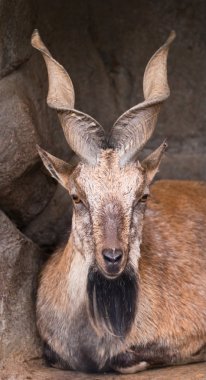 Markhor Moskova hayvanat bahçesi