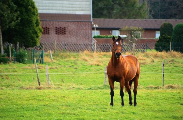 Pferd auf dem Gras — Stockfoto