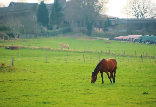 Hest på græsset - Stock-foto