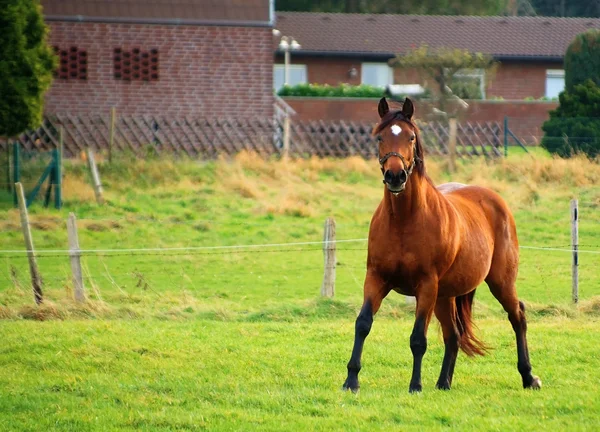 Кінь на траві — стокове фото
