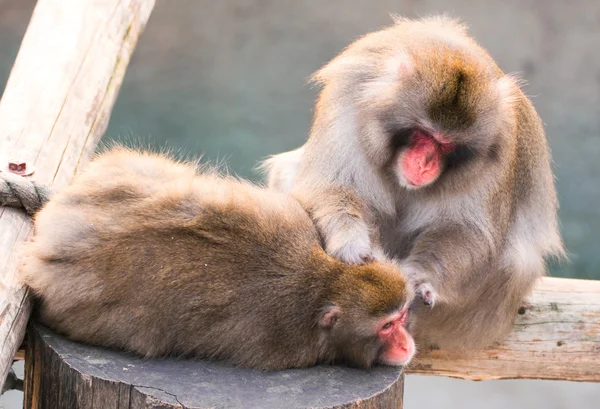 Ιαπωνική macaque στο ζωολογικό κήπο Μόσχας — Φωτογραφία Αρχείου