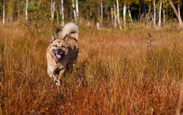 Laika siberiana ocidental sorridente (husky ) — Fotografia de Stock