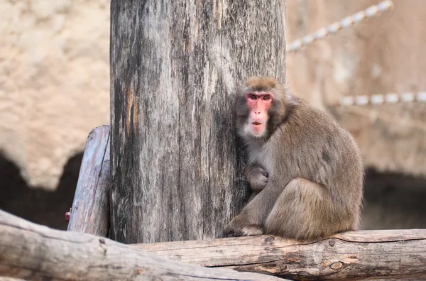 Ιαπωνική macaque στο ζωολογικό κήπο Μόσχας — Φωτογραφία Αρχείου