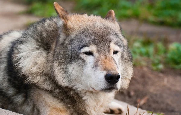 Волк в Московском зоопарке — стоковое фото