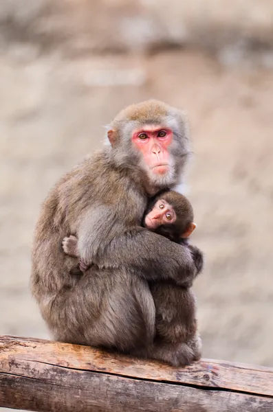 Japanese Macaque in Moscow zoo — Stock Photo, Image