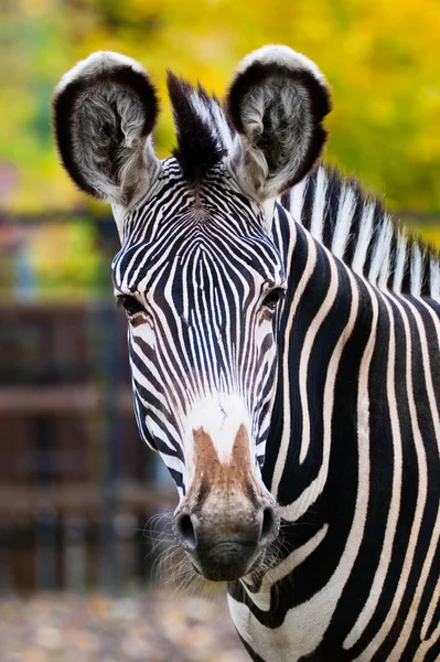 Zebra in Moscow zoo — Stock Photo, Image