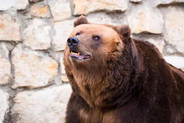 棕色在莫斯科动物园里的熊 — 图库照片