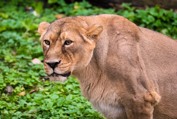 Лев в Московском зоопарке — стоковое фото