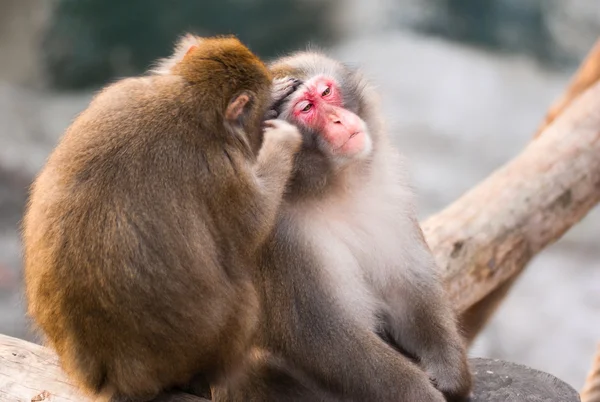 모스크바 동물원 일본 원숭이 — 스톡 사진