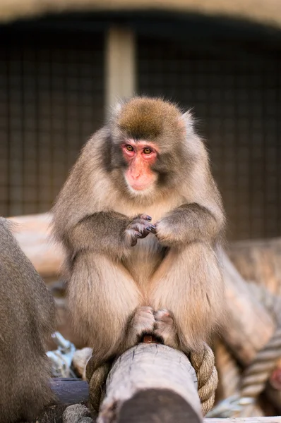 Japanese Macaque in Moscow zoo — Stock Photo, Image