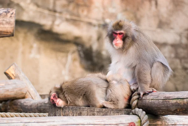 Macaco giapponese allo zoo di Mosca — Foto Stock