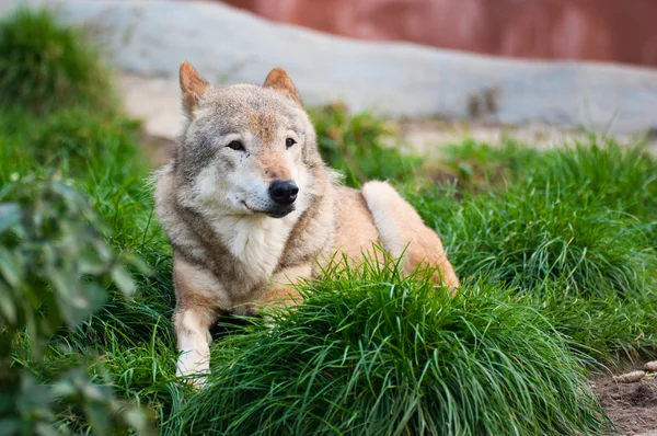모스크바 동물원에 있는 늑대 스톡 이미지
