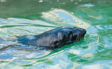 Fur seal in Moscow zoo clipart