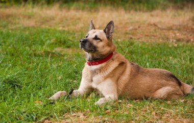 Batı Sibirya laika (husky)