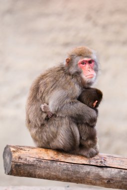 Japanese Macaque in Moscow zoo clipart