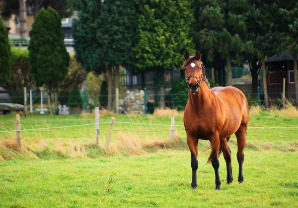 草地上的马 — 图库照片