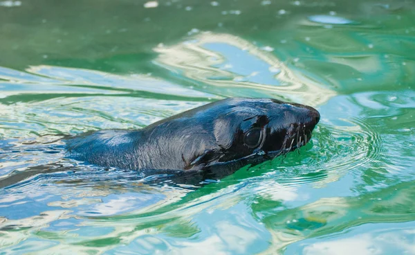 Fur seal in Moscow zoo — Stock Photo, Image
