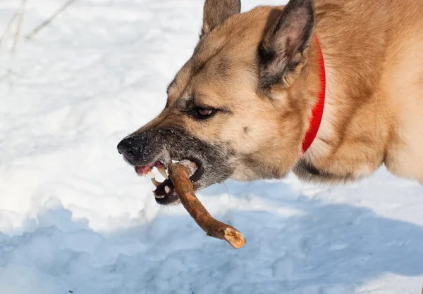 Agresivamente buscando perro con un palo —  Fotos de Stock