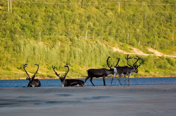 Cuatro renos en la costa del río —  Fotos de Stock