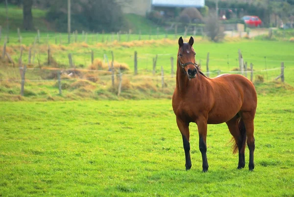 Кінь на траві — стокове фото
