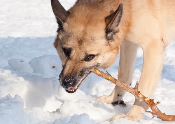 West Siberian Laika (Husky) with a stick — Stock Photo, Image