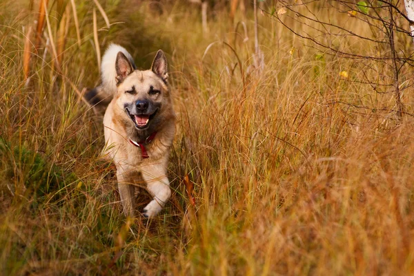 Sonriente laika siberiana occidental (husky ) — Foto de Stock