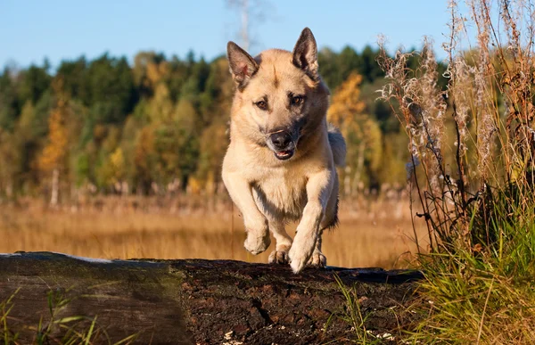 Springen westsibirische laika (husky) — Stockfoto