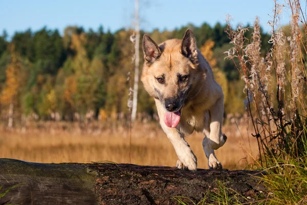 Hoppning West Siberian laika (husky) — Stockfoto