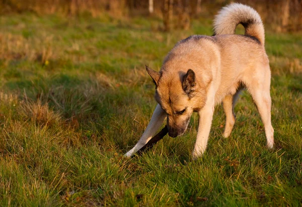 Hund leker med en pinne — Stockfoto
