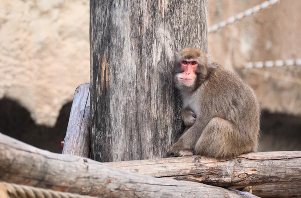 모스크바 동물원 일본 원숭이 — 스톡 사진