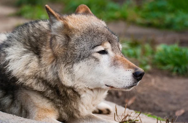 Vlk v Moskevské zoo — Stock fotografie