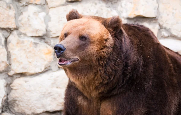 Brown bear in Moscow zoo — Stock Photo, Image