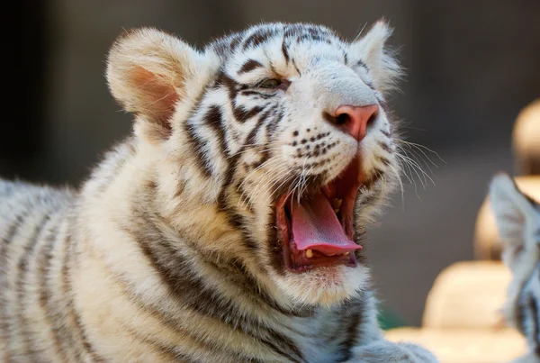Młody Biały Tygrys Bengalski — Zdjęcie stockowe
