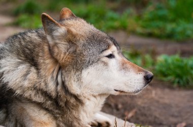 Wolf in Moscow zoo clipart