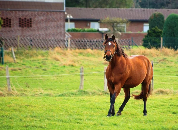 Cavallo sull'erba — Foto Stock