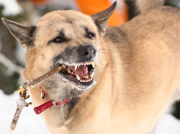 Hund mit Stock im Winterwald — Stockfoto