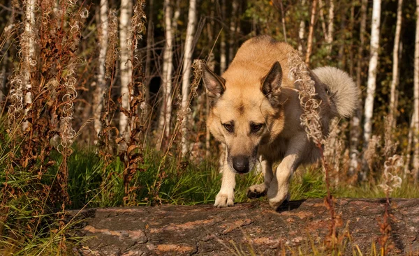 Saltando laika da Sibéria Ocidental (husky ) — Fotografia de Stock