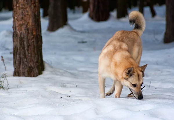 Finský špic pes — Stock fotografie