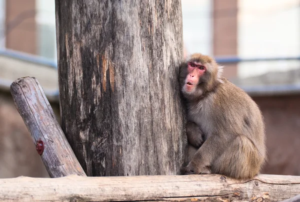 Macaco japonés en el zoológico de Moscú — Foto de Stock