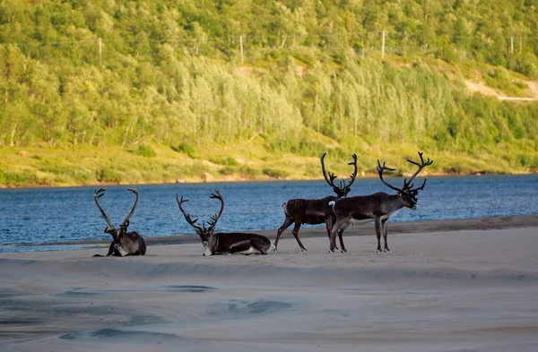 Cztery reniferów na wybrzeżu rzeki — Zdjęcie stockowe