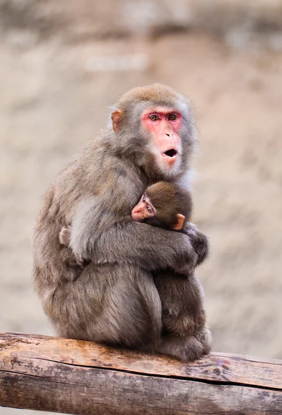 Macaco giapponese allo zoo di Mosca — Foto Stock