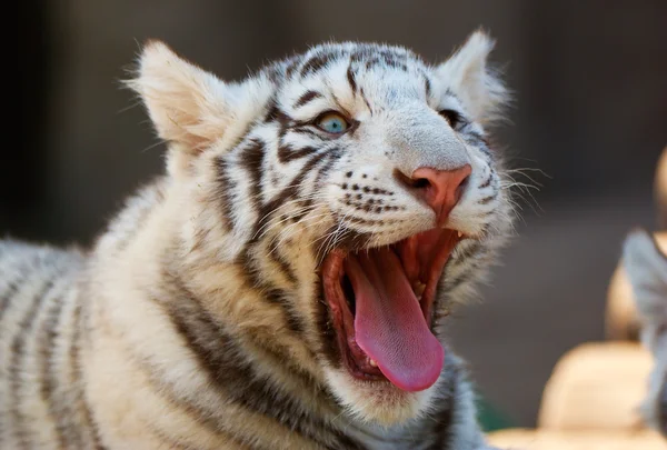 Jonge witte Bengaalse tijger — Stockfoto
