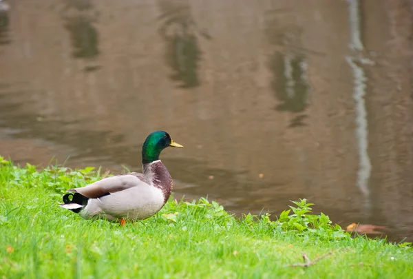 Duck on the grass — Stock Photo, Image