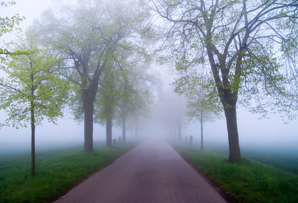 Nebel auf der Straße — Stockfoto