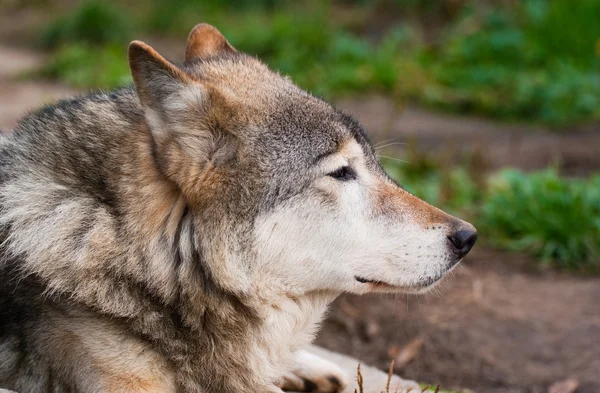 Vlk v Moskevské zoo Royalty Free Stock Obrázky