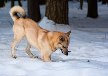 Finnish Spitz-dog clipart