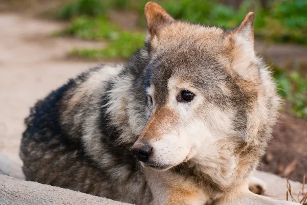 Wolf in Moscow zoo — Stock Photo, Image