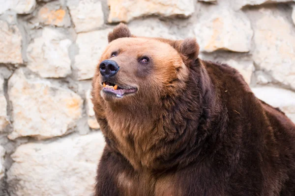 棕色在莫斯科动物园里的熊 — 图库照片