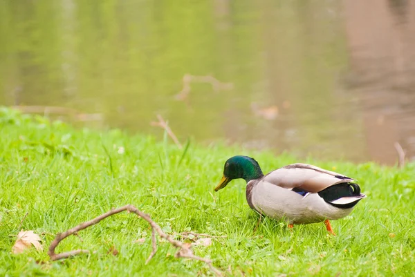 stock image Duck on the grass